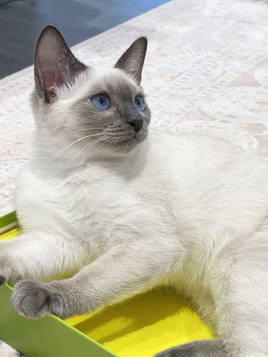 Bella Blue Bijou | Thai Cats Family