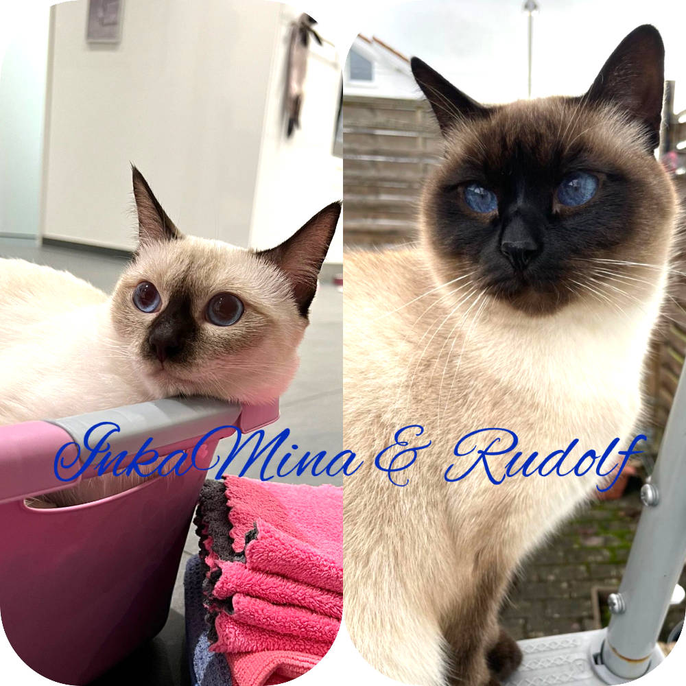 Bella Blue Bijou | Thai Cats Family