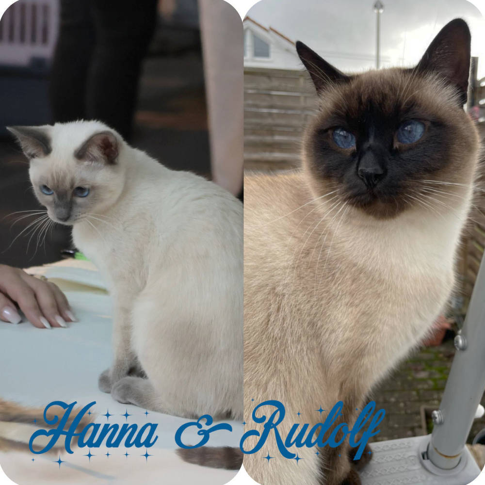 Bella Blue Bijou | Thai Cats Family