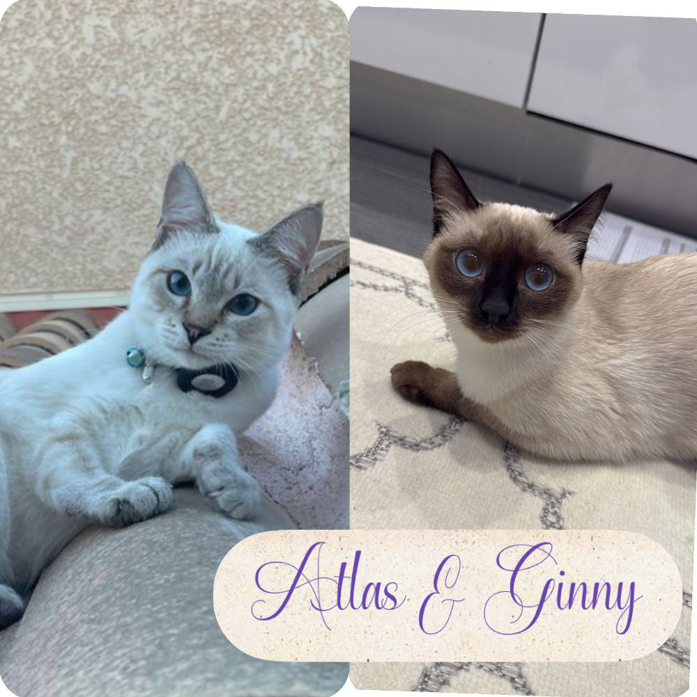 Bella Blue Bijou | Thai Cats Family