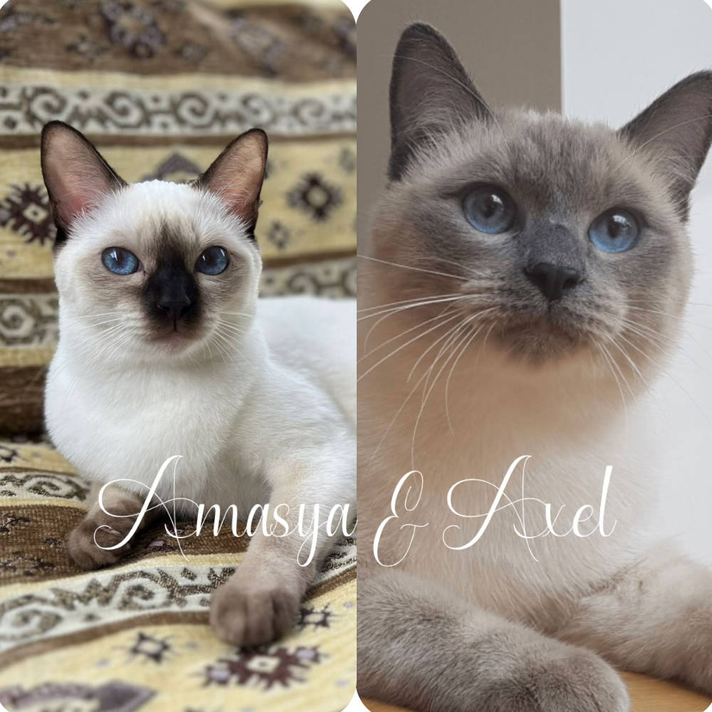 Bella Blue Bijou | Thai Cats Family